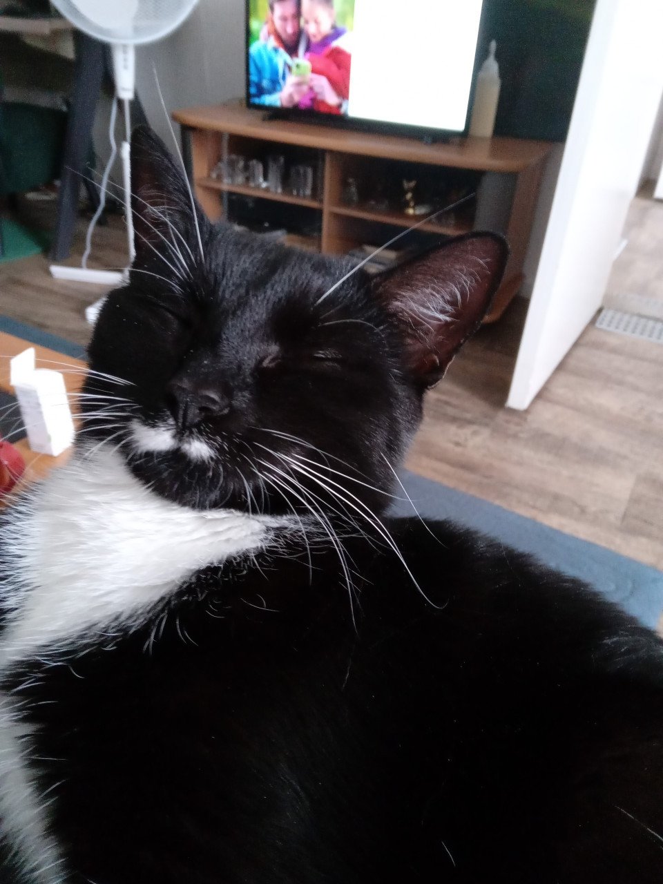 Katten