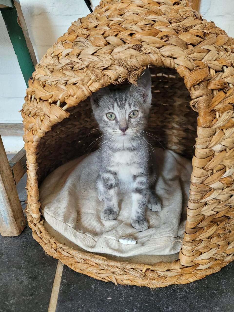 Lieve kittens