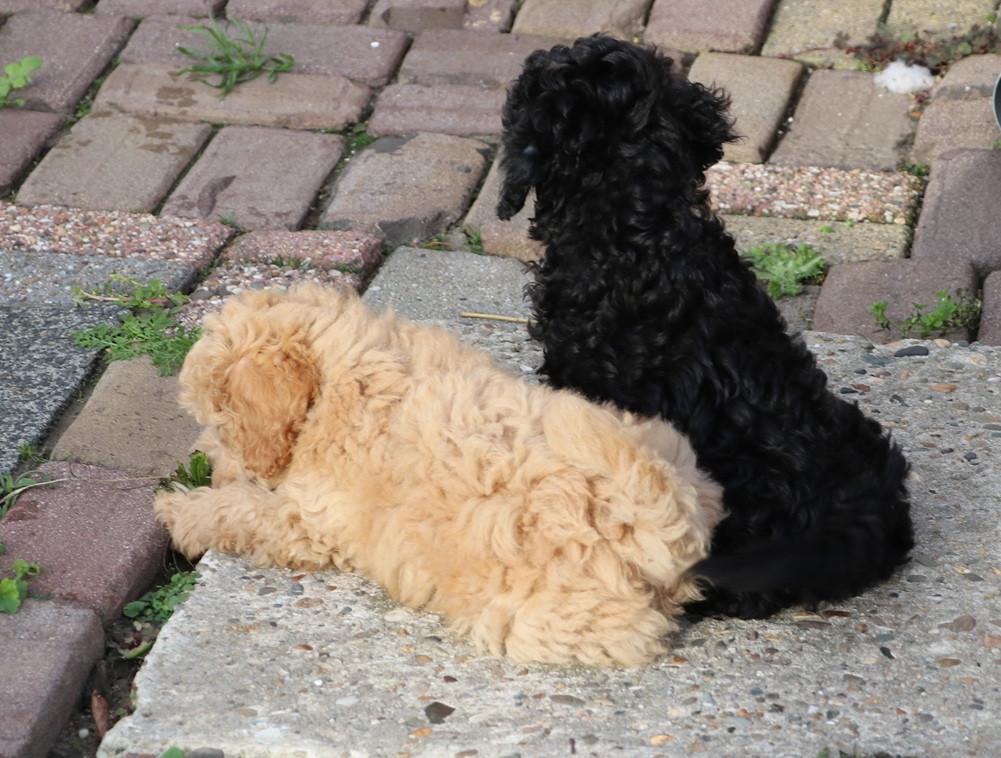 Dwerg poedel pups