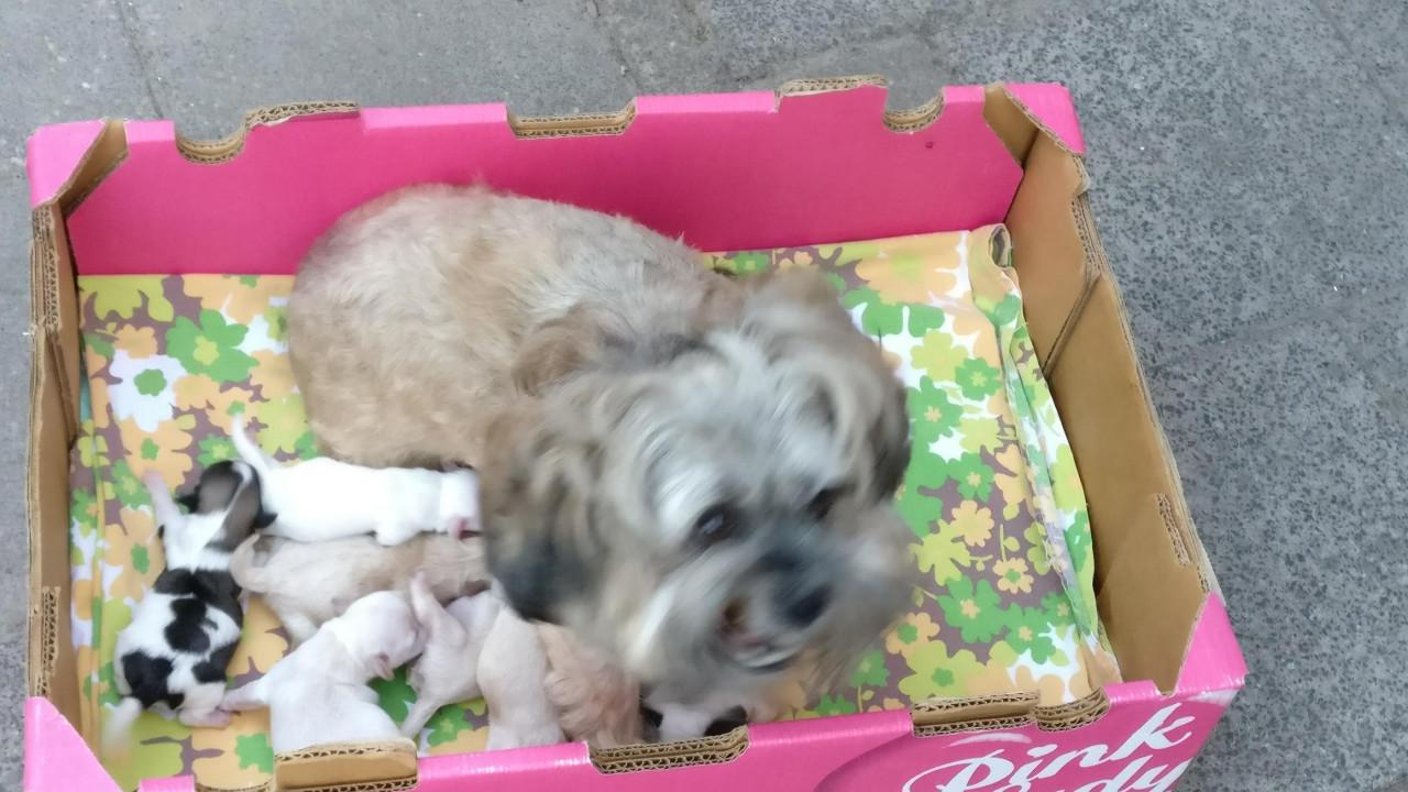Dekreu dekreutje voor kleine gezelschaphonden super leuk super gezond