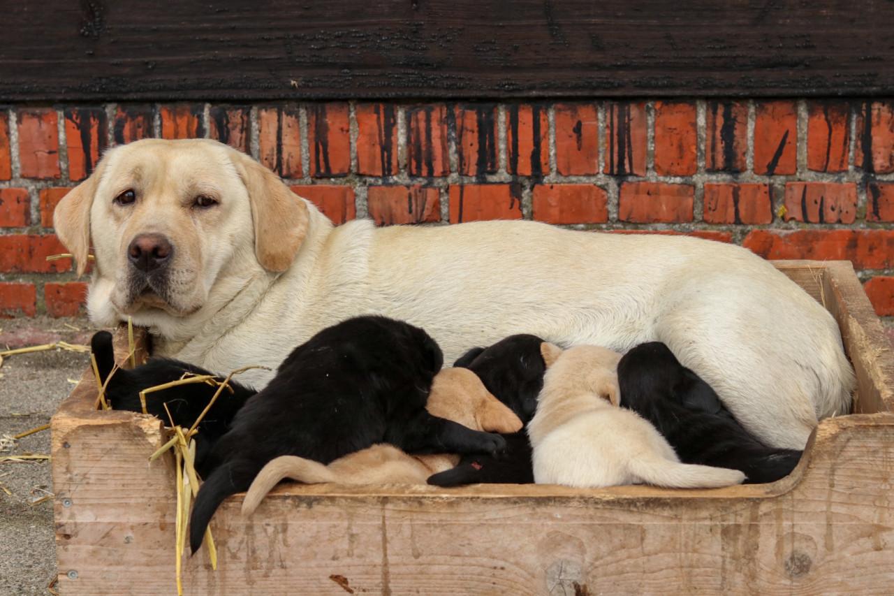Prachtige labrador pups te koop geboren op de boerderij