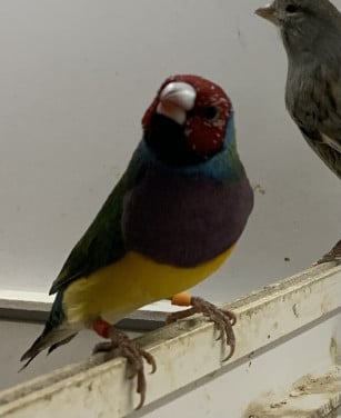 Gouldamadines (uit buitenvoliere)