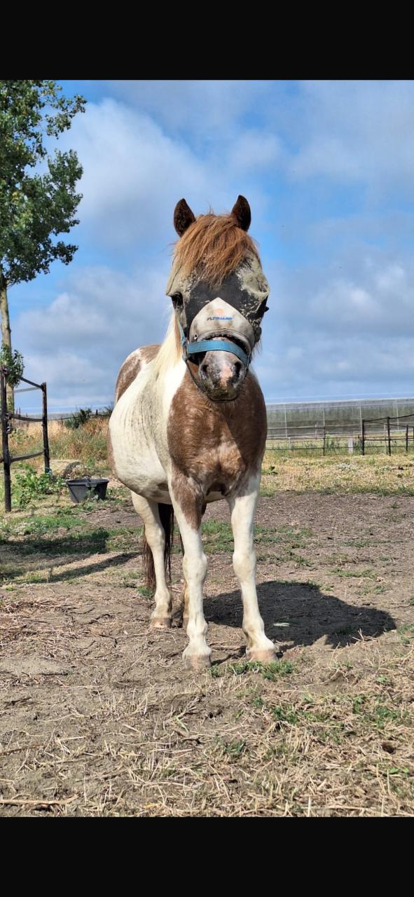 # Duo draver en pony #