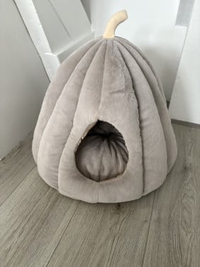 Mand Pompoen Kat