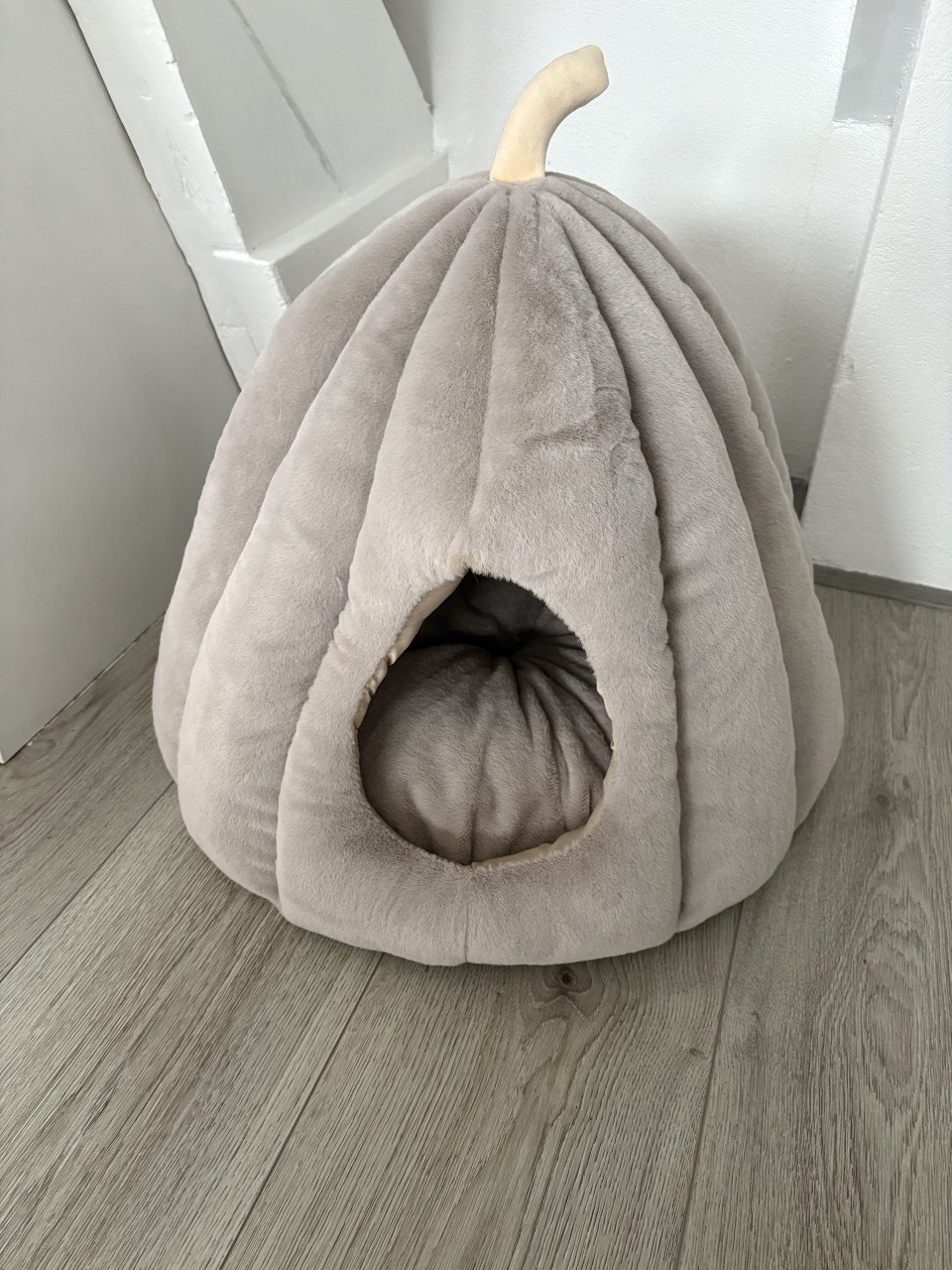 Mand Pompoen Kat