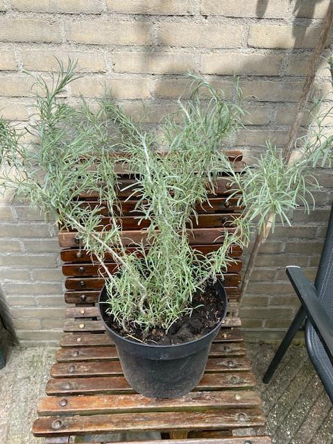 Curry plant