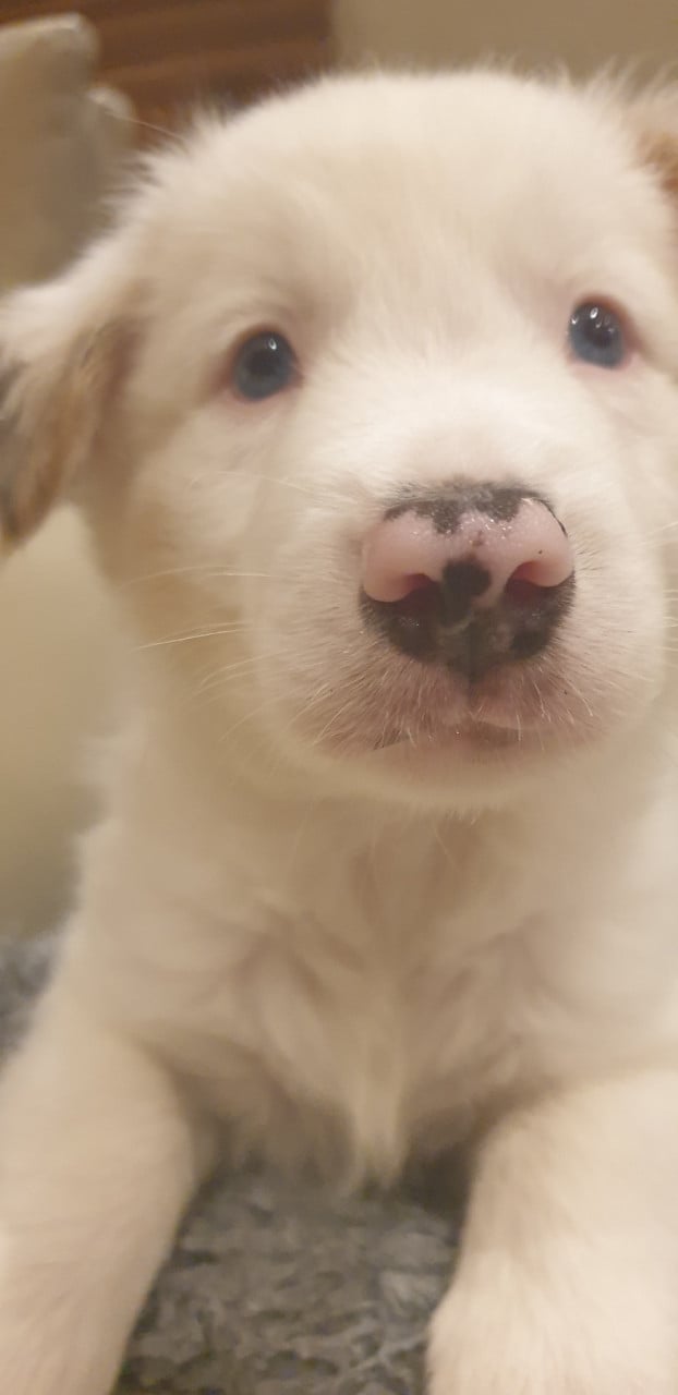 Border Collie