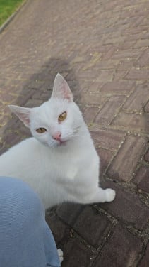 Poes