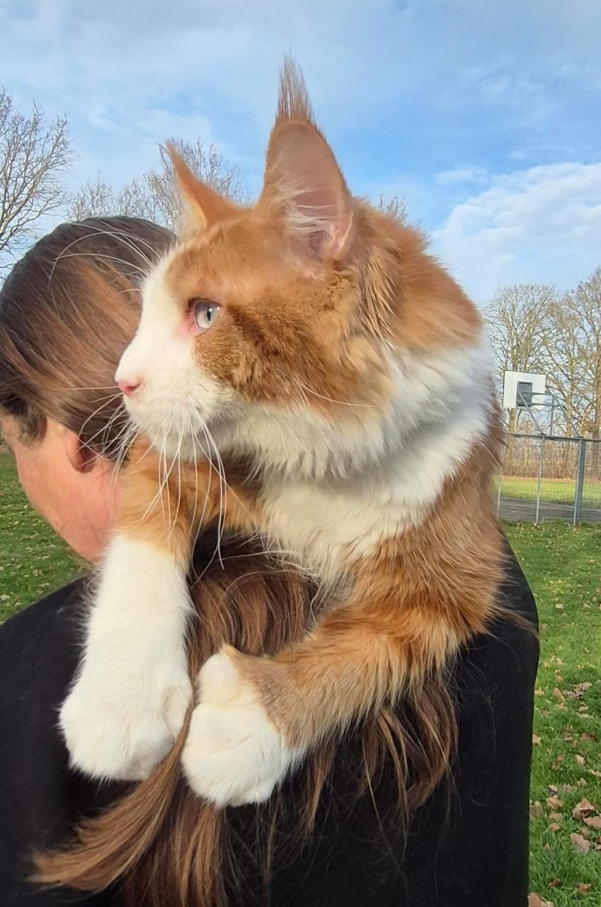 Maine coon dekkater, blauw oog, polydactyl(ntk)