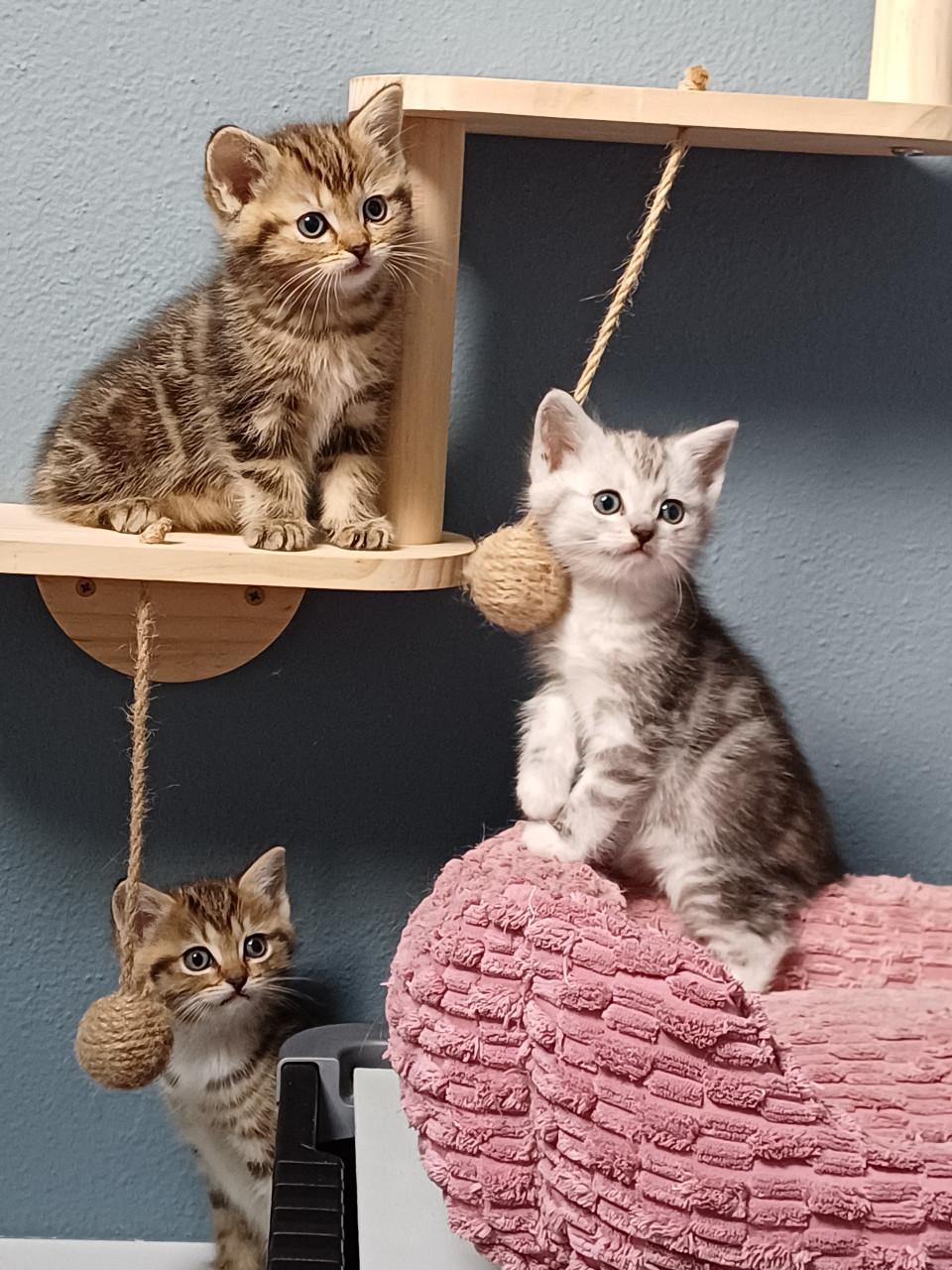 Prachtige Brits Korthaar x Ragdoll kittens beschikbaar.