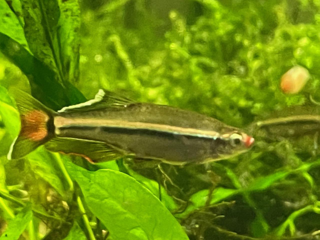 Vietnamese Danio's ( Tanichthys micagemmae )