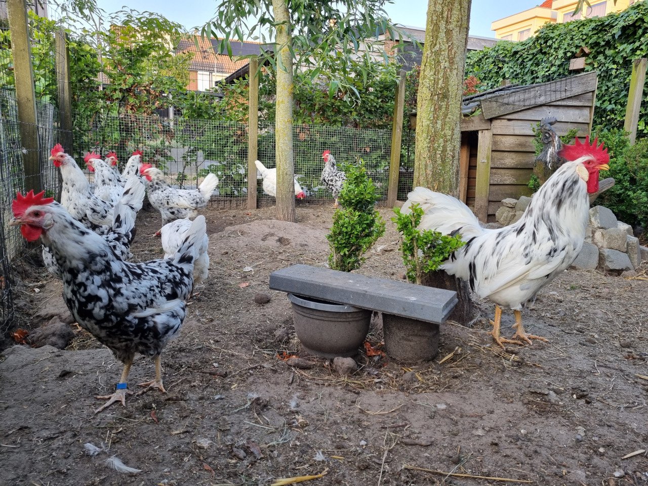 Leghorns; hennen, hanen en broedeieren