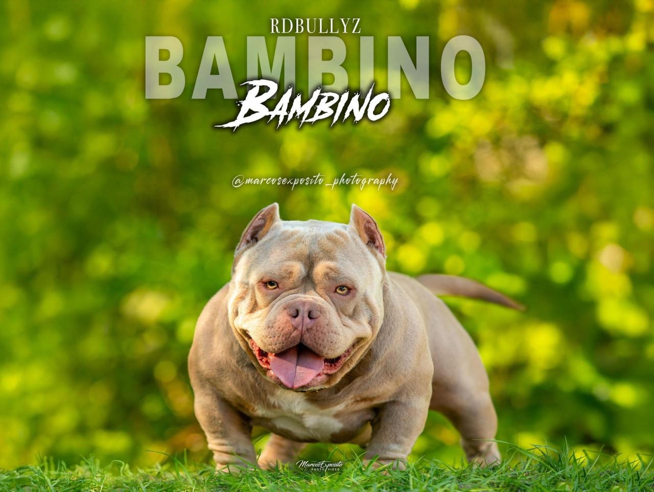 Micro extreem bully pup met stamboom