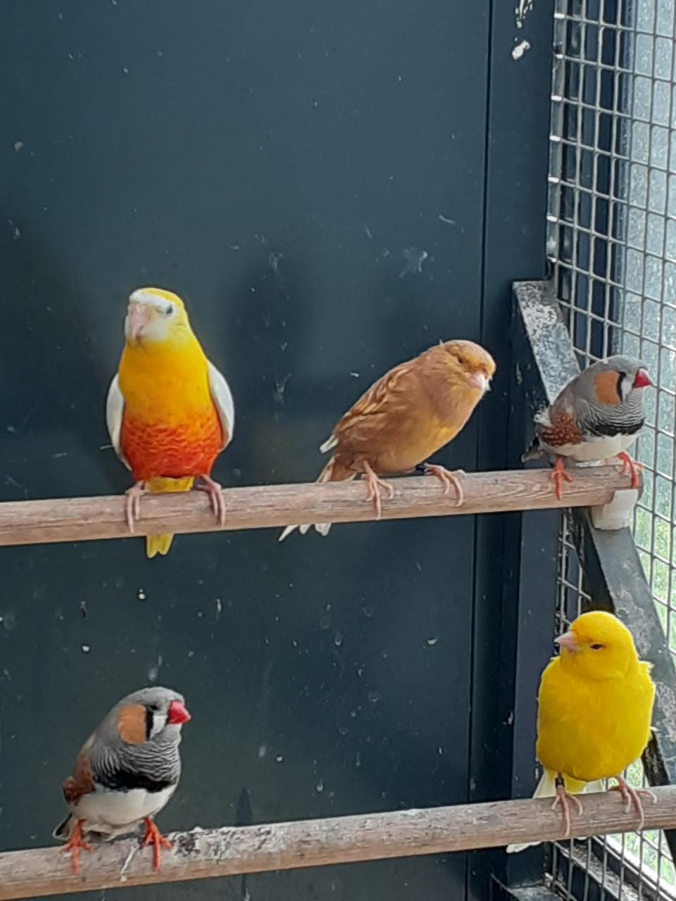 Kanaries  ook poppen.