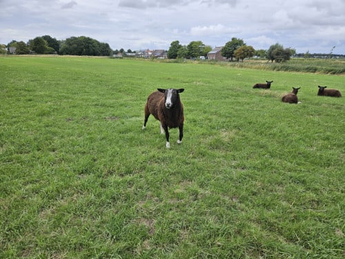 Zwartbles dekram/fokram