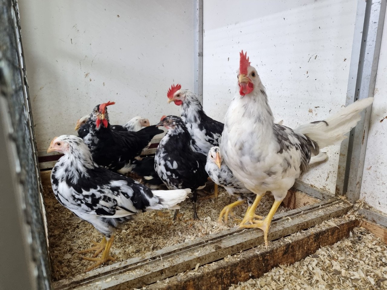 Bonte leghorns