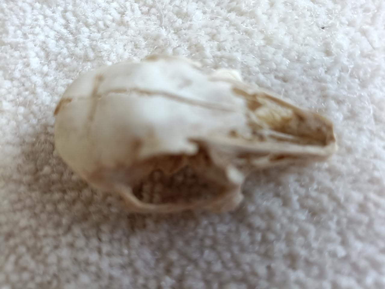 Konijnen schedeltjes 35 jaar oud