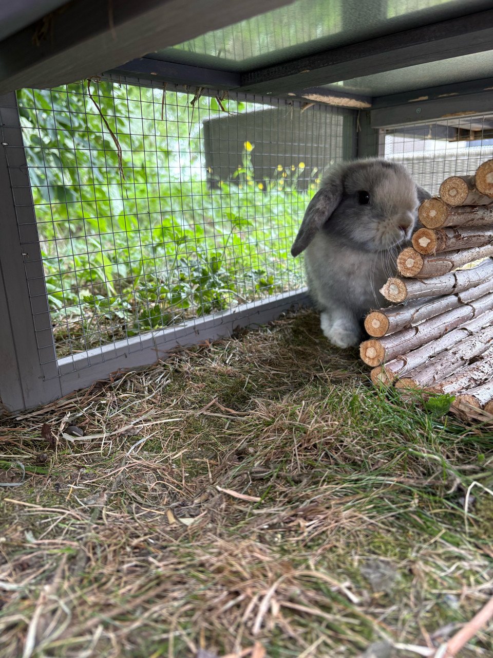 16 weken oud mini lop rammetje