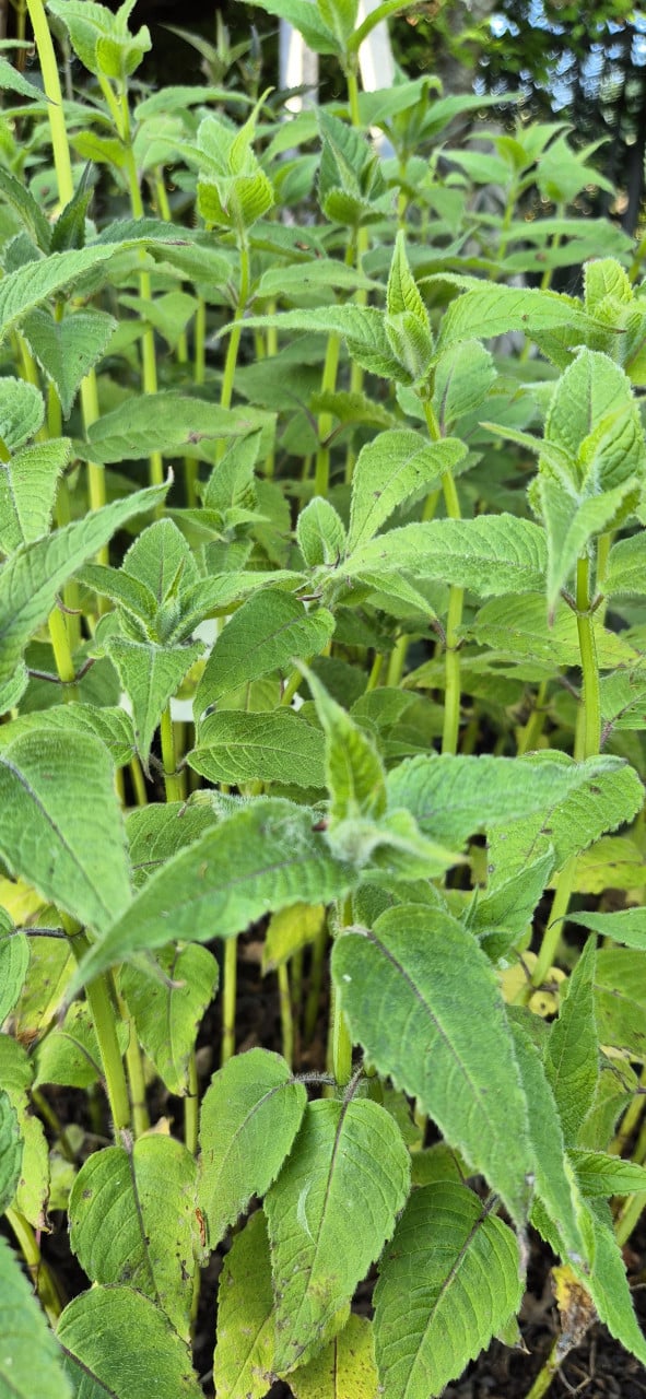 Vaste planten biologisch opgekweekt