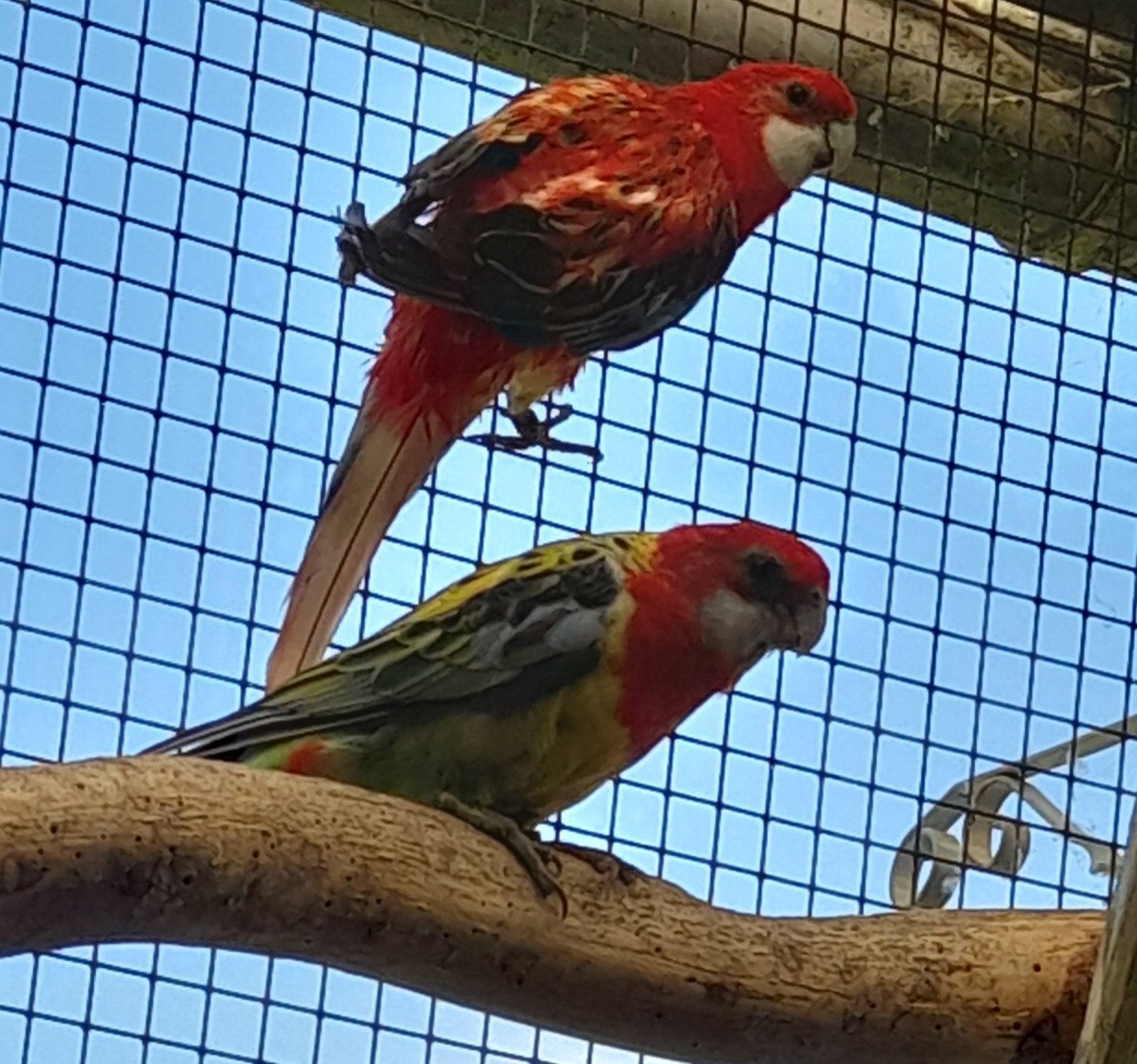 Parkieten rosellas en koppel bergparkieten