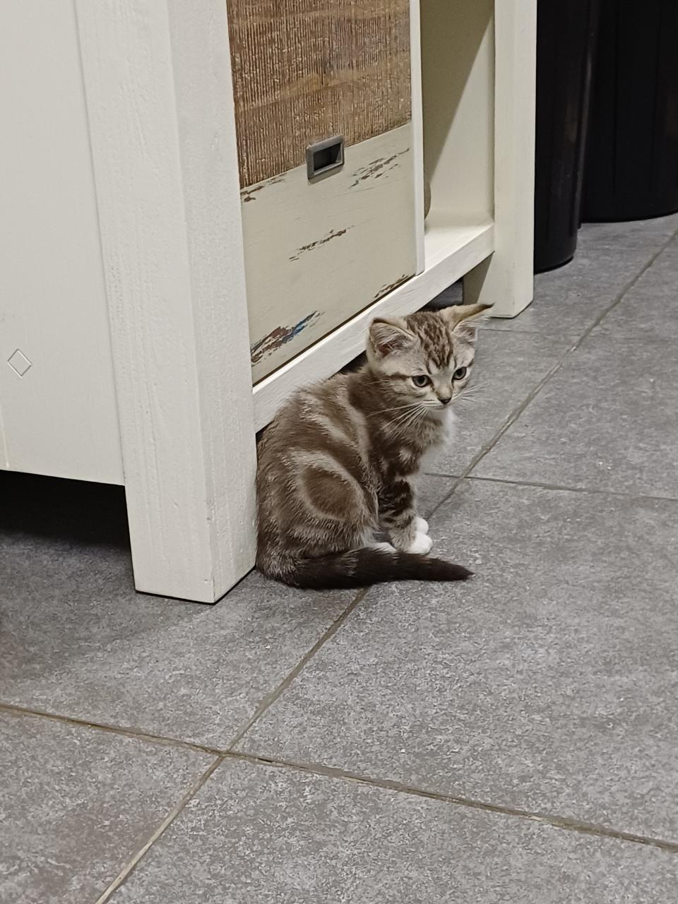 Super mooi Britse Korthaar x Ragdoll Katertje beschikbaar.