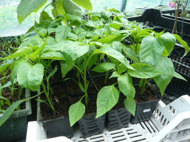 TOMATEN, PAPRIKA PEPER EN SNACK KOMMER PLANTEN