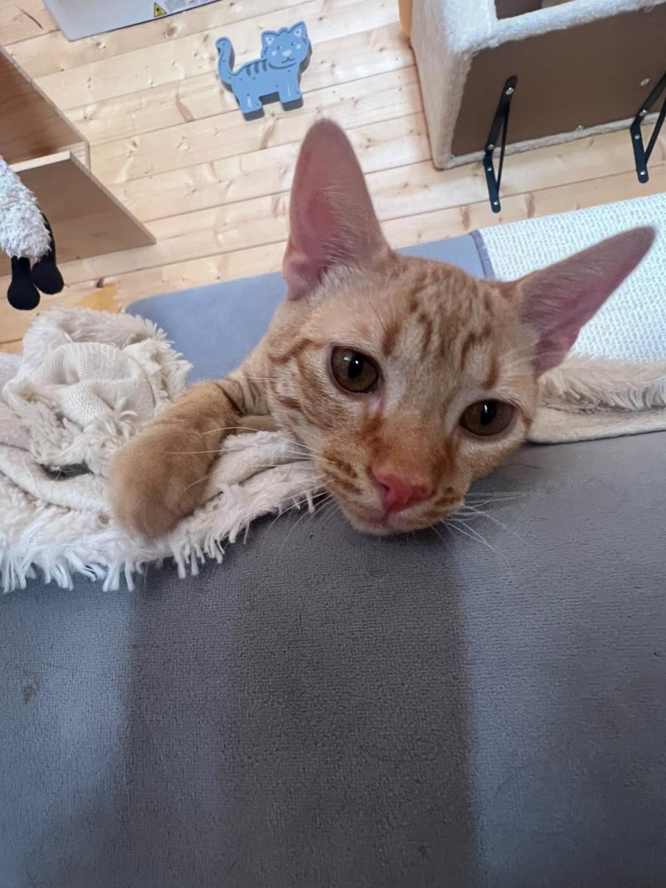 Deze hele lieve kitten broertjes zoeken hun gouden mandje!