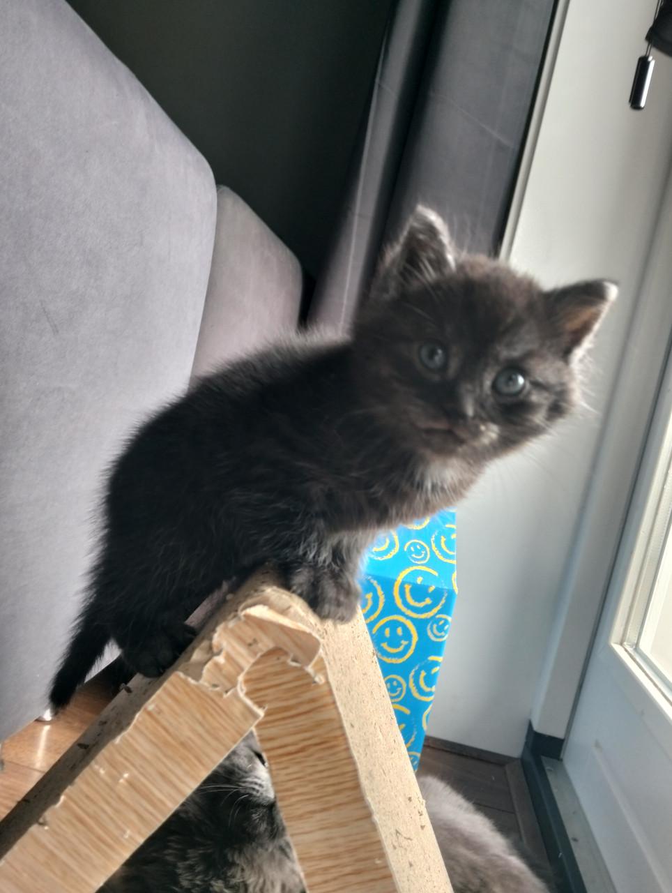 Kitten - mannetje