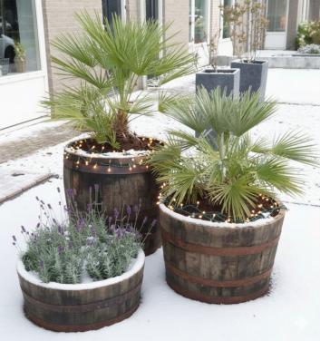 Halve en hele tonnen, eiken kuipen