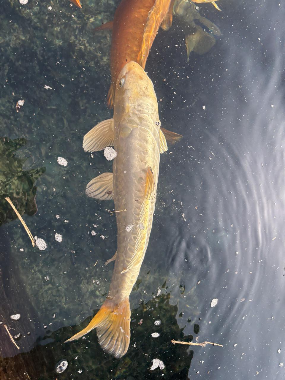 Koi karper en vijver onderdelen teab