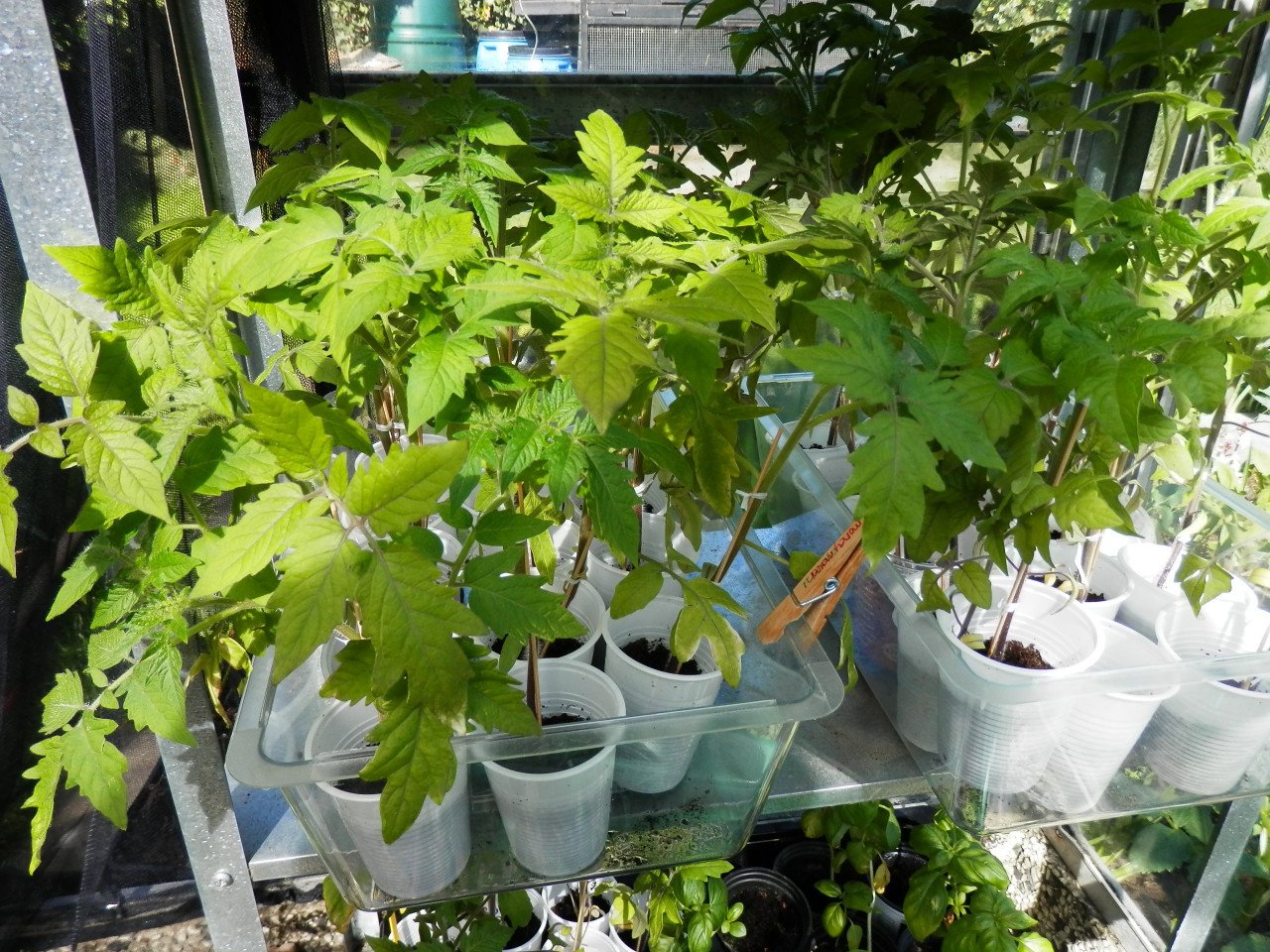 Tomatenplanten