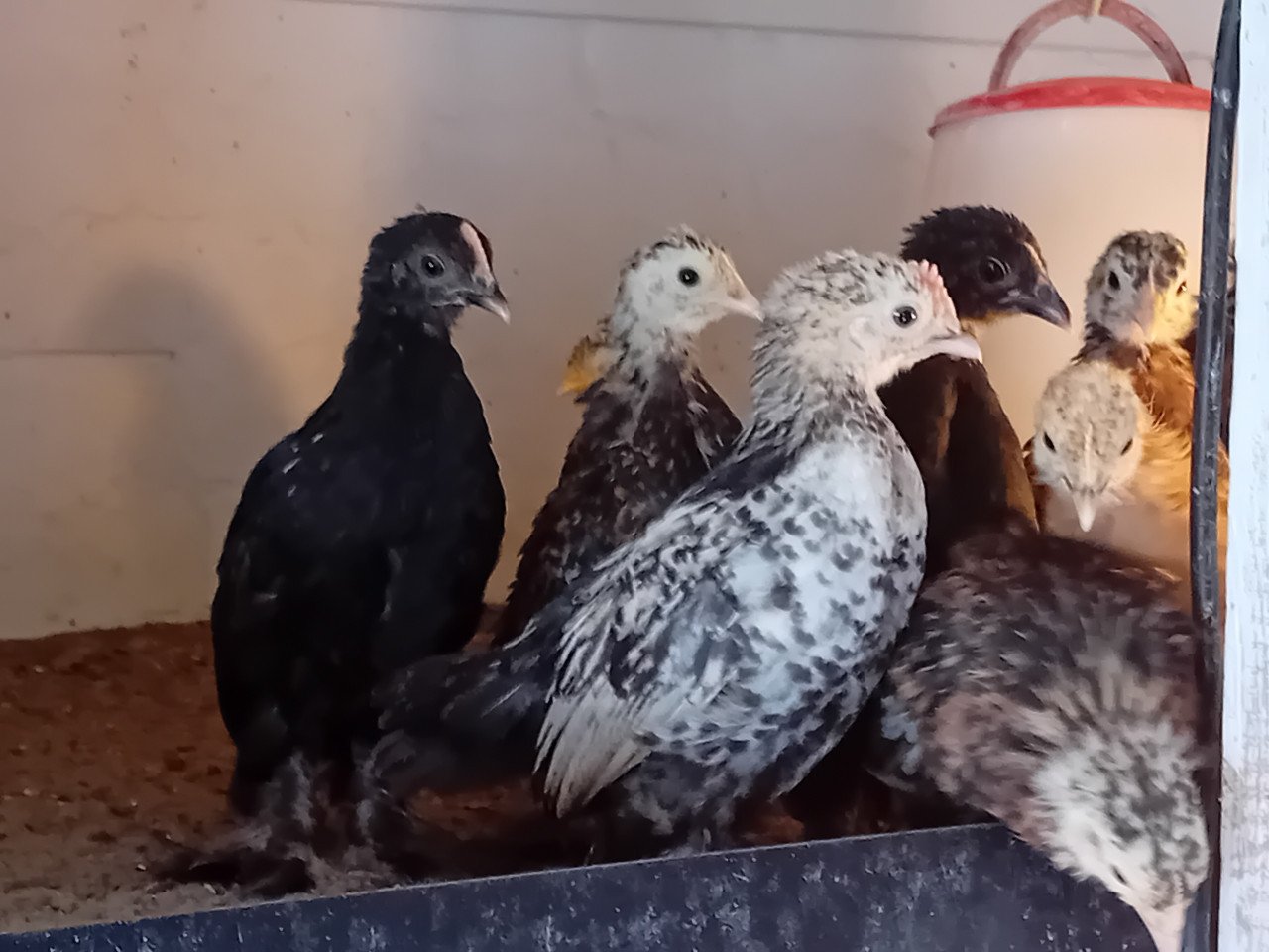 Jonge sabelpootkriel hennetjes
