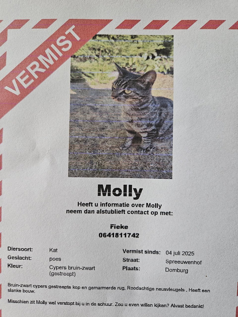 Molly vermist in domburg