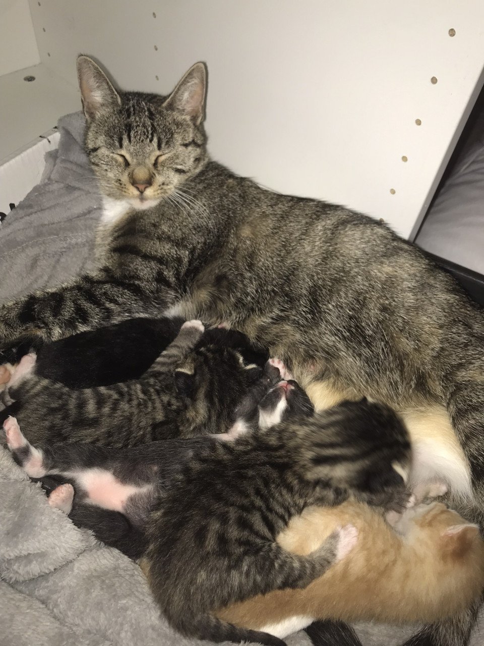 Kittens zoeken gouden mandje 😻🧺