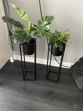 Planten standaard