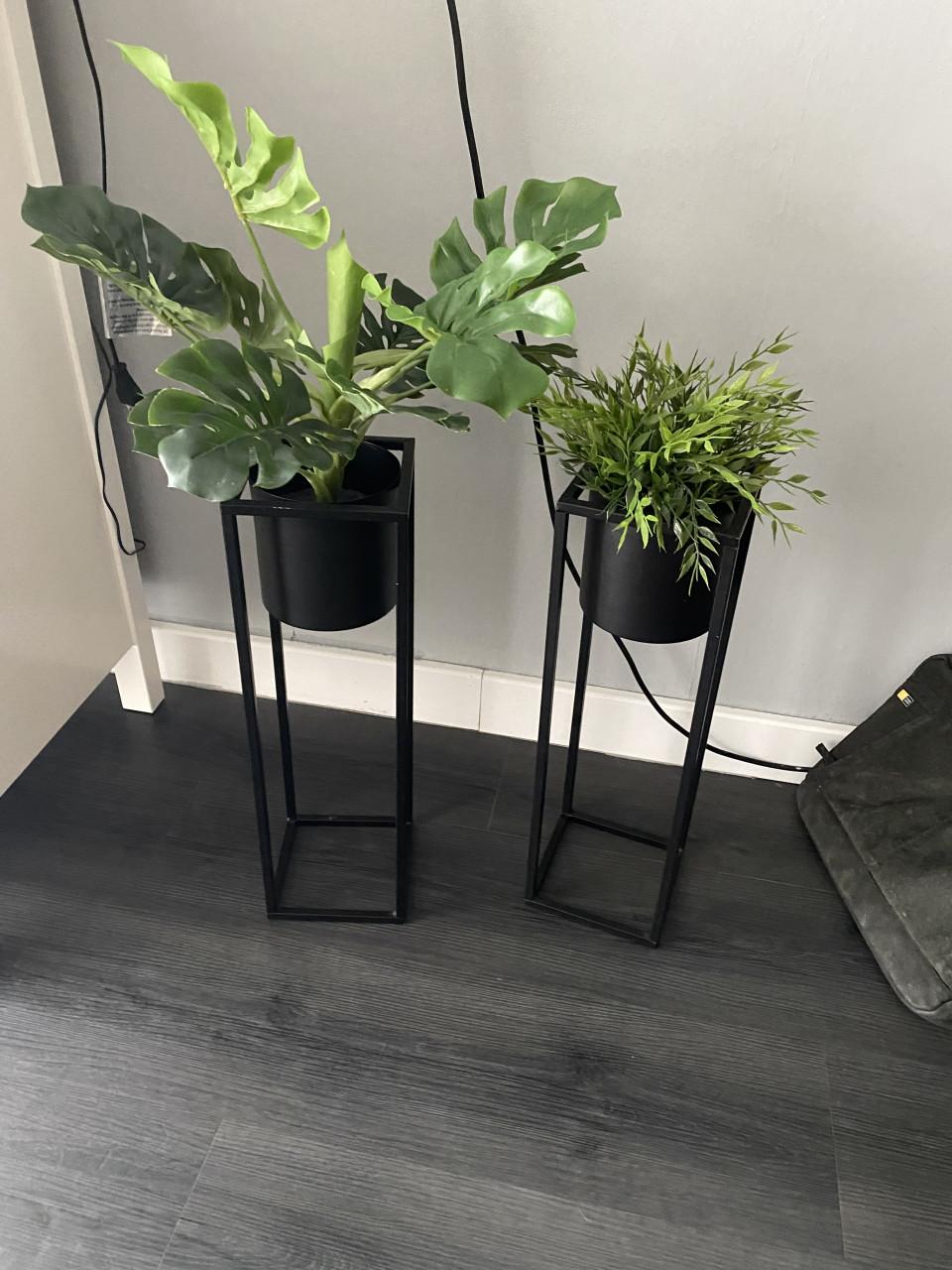 Planten standaard