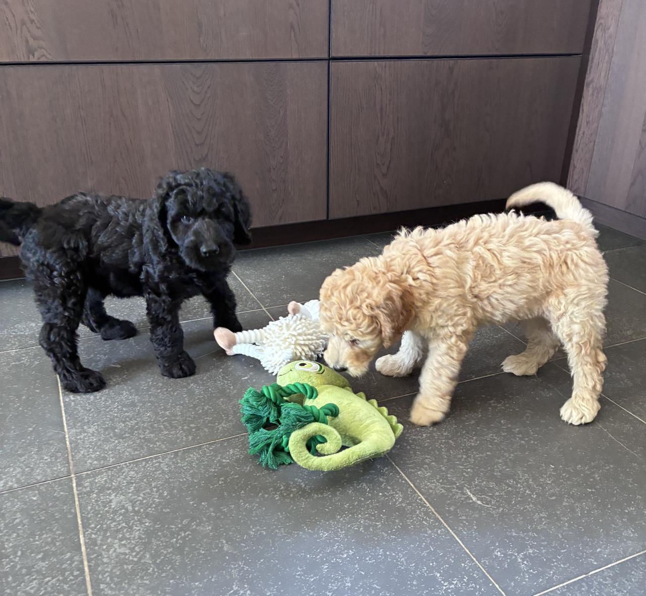 Labradoodle pups