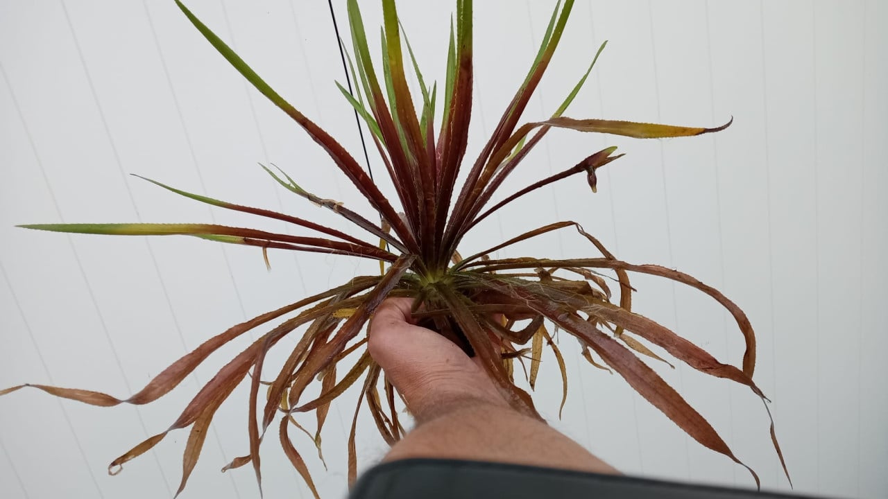 Zuurstofplanten en vijverplanten:  Snoekkruid, Krabbescheer Gele aronskelk.