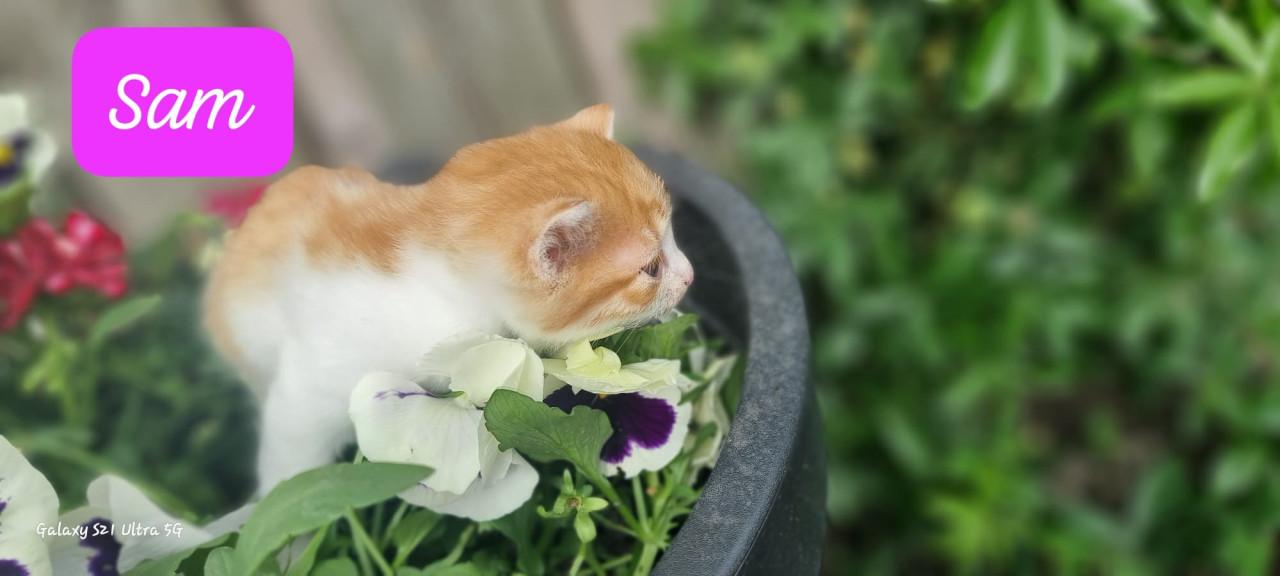 Kittens
