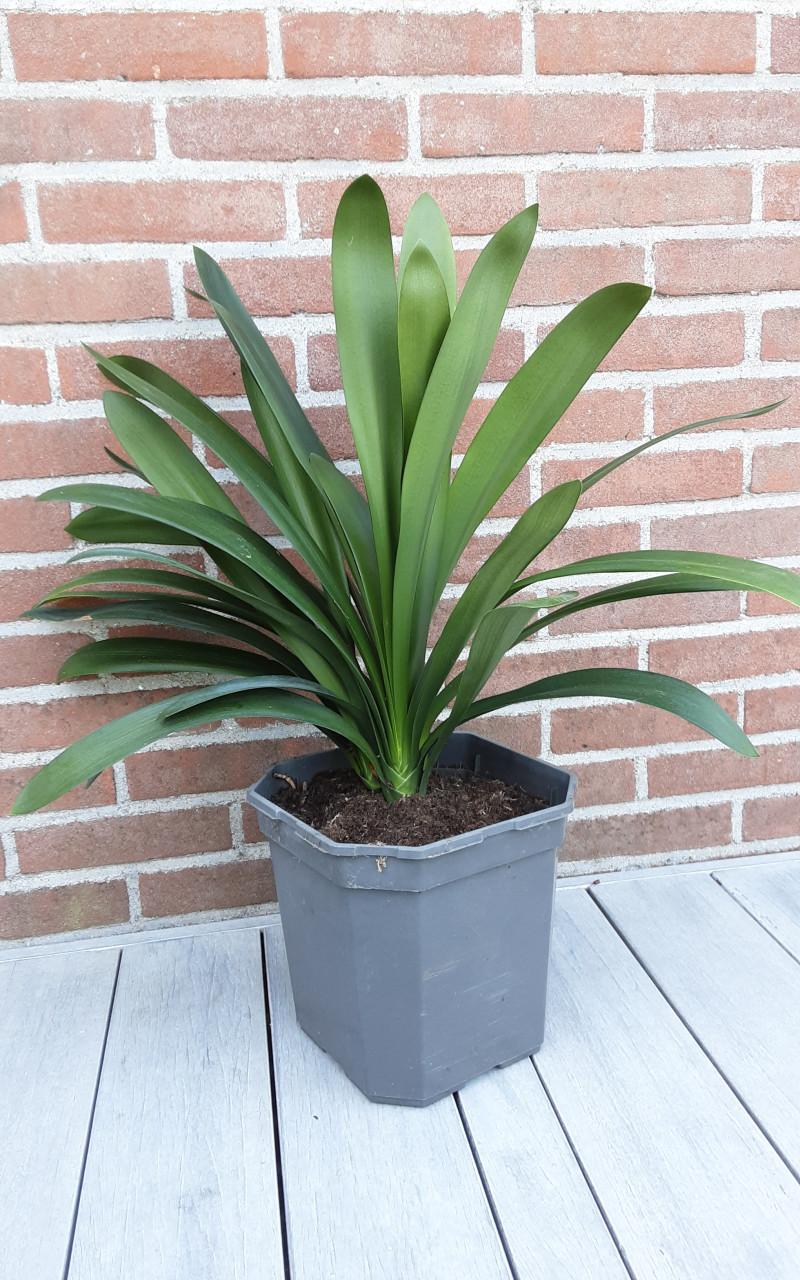 Clivia Kamerplant