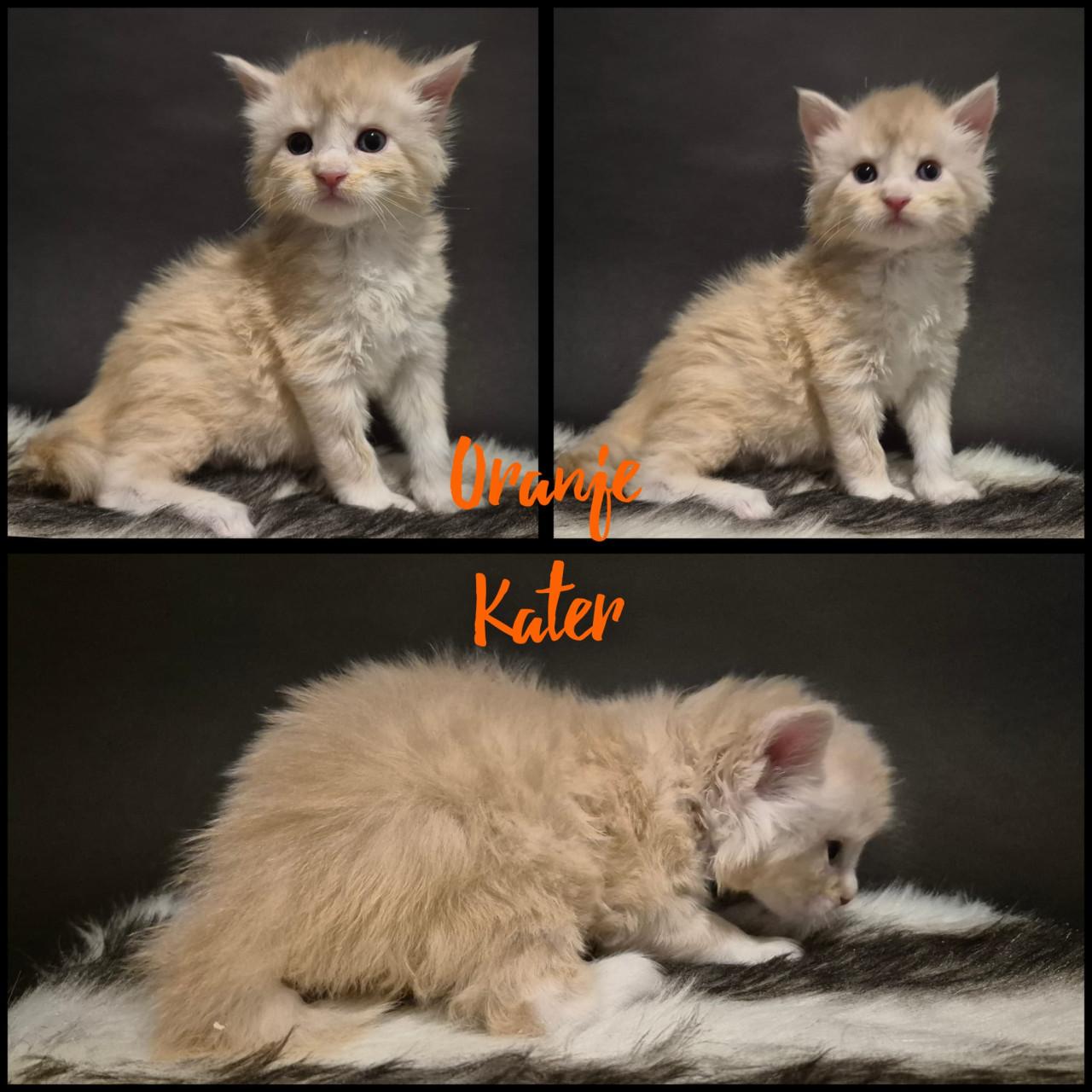 Prachtige maine coin kittens