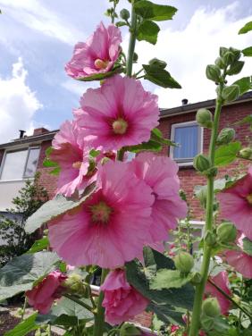 TK: SIERTUIN + MOESTUIN PLANTEN BIJ DE VOORDEUR