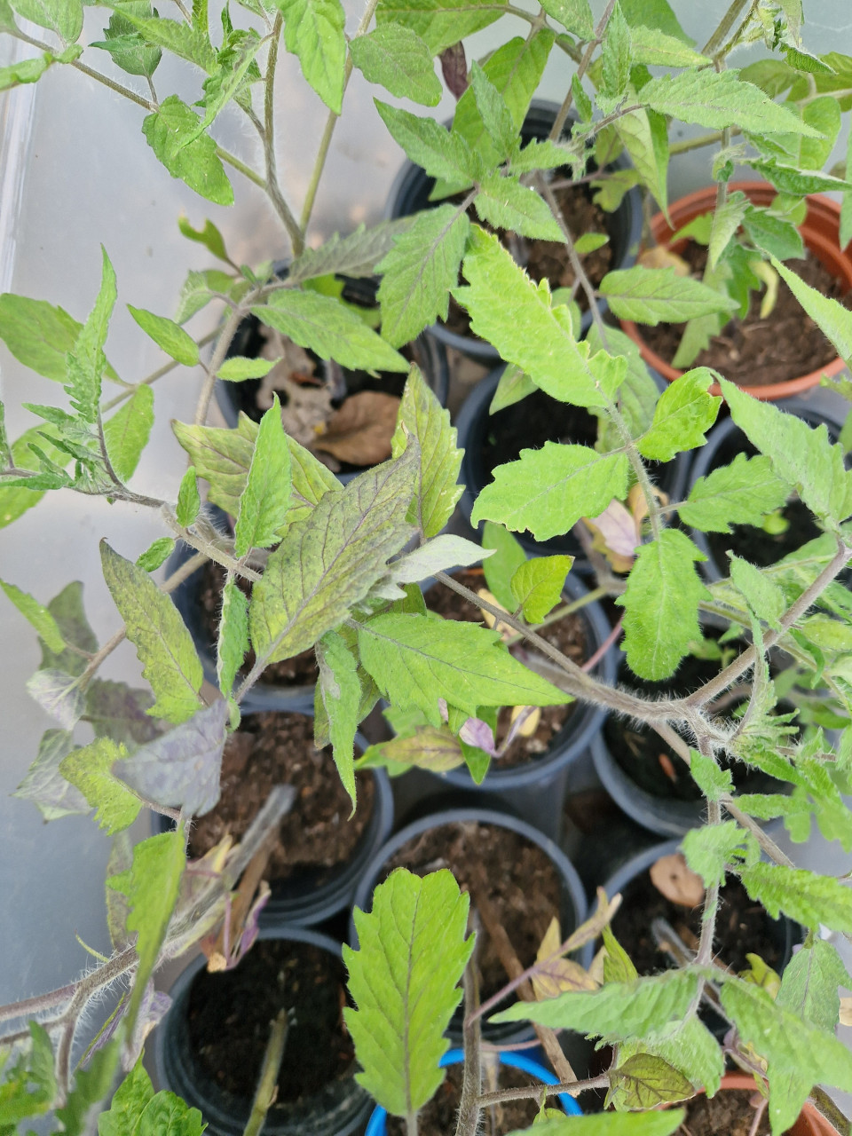 Tomatenplanten