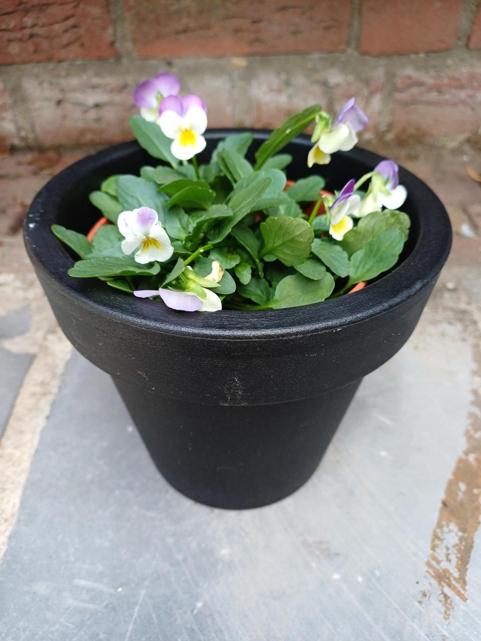 Alvast voor de LENTE/ZOMER: 3-tal BLOEMPOTTEN, 1 zwart + 2 groen