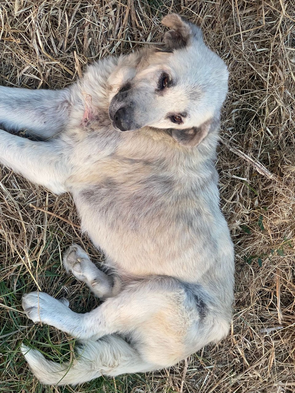 Alora Dog Rescue: Logan, grote knuffelbeer zoekt een baasje