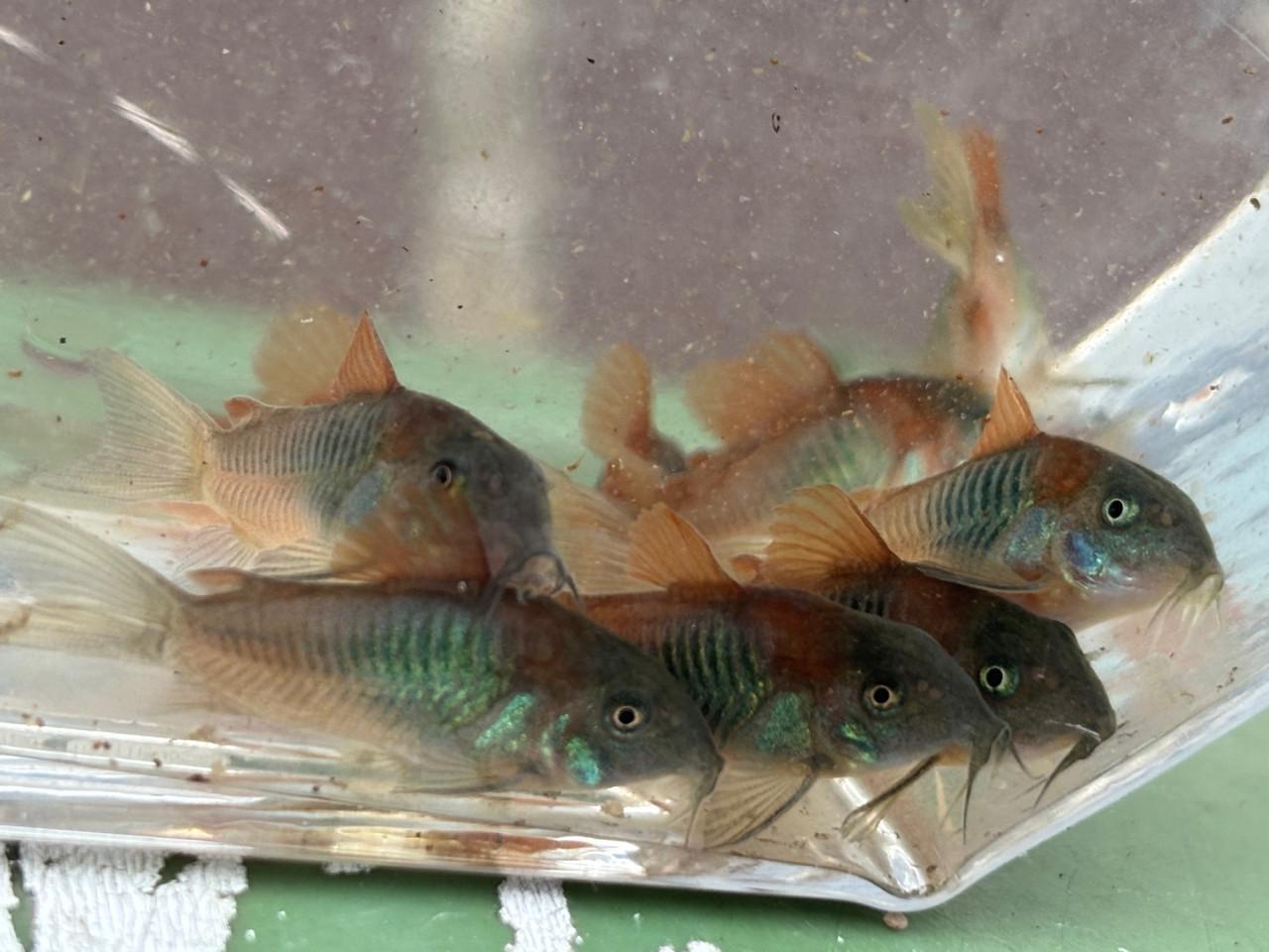 Osteogaster (Corydoras) Venezuelanus uit eigen kweek