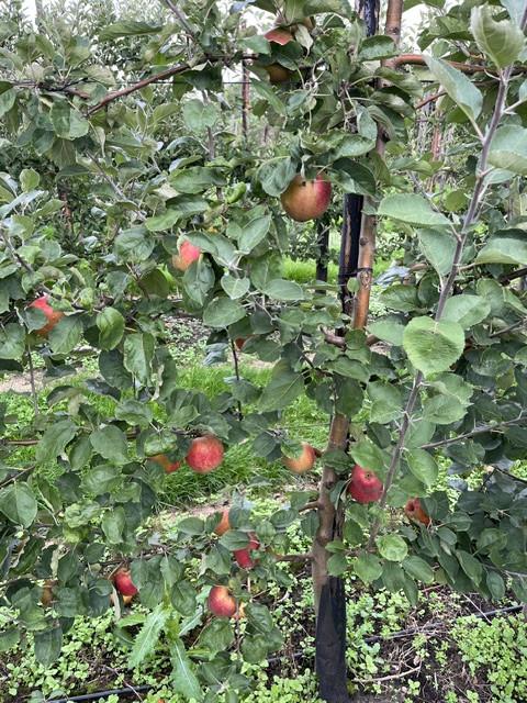 Goudreinette appels te koop