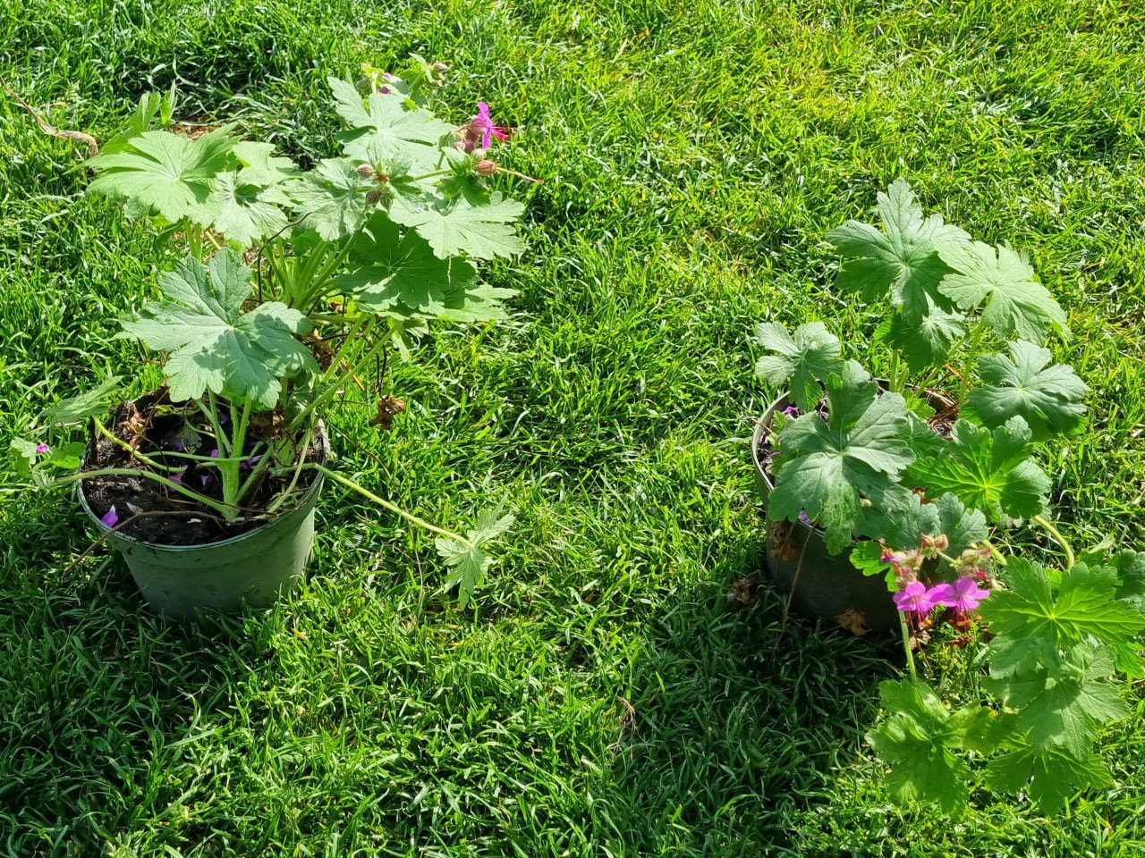 Geranium ooievaarsbek