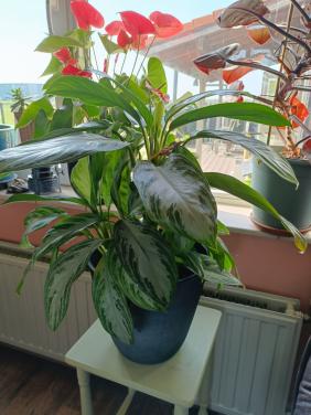 Kamerplant Aglaonema
