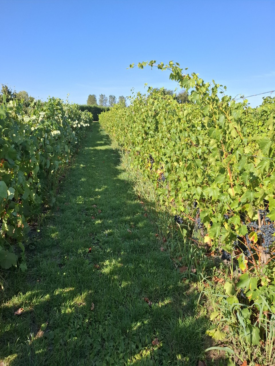 Druiven knippen/ verkoop in Oudelande